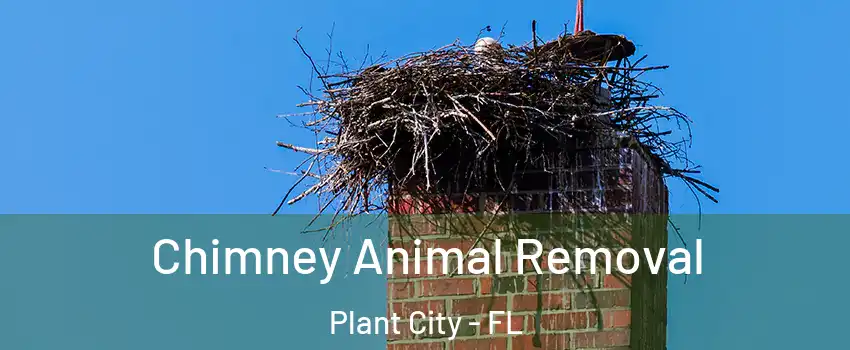  Chimney Animal Removal Plant City - FL