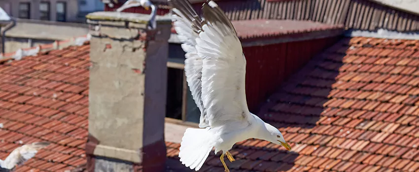 Residential Chimney Animal Removal Solution in Plant City, FL